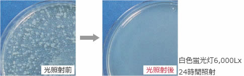 細菌の酸化分解の写真